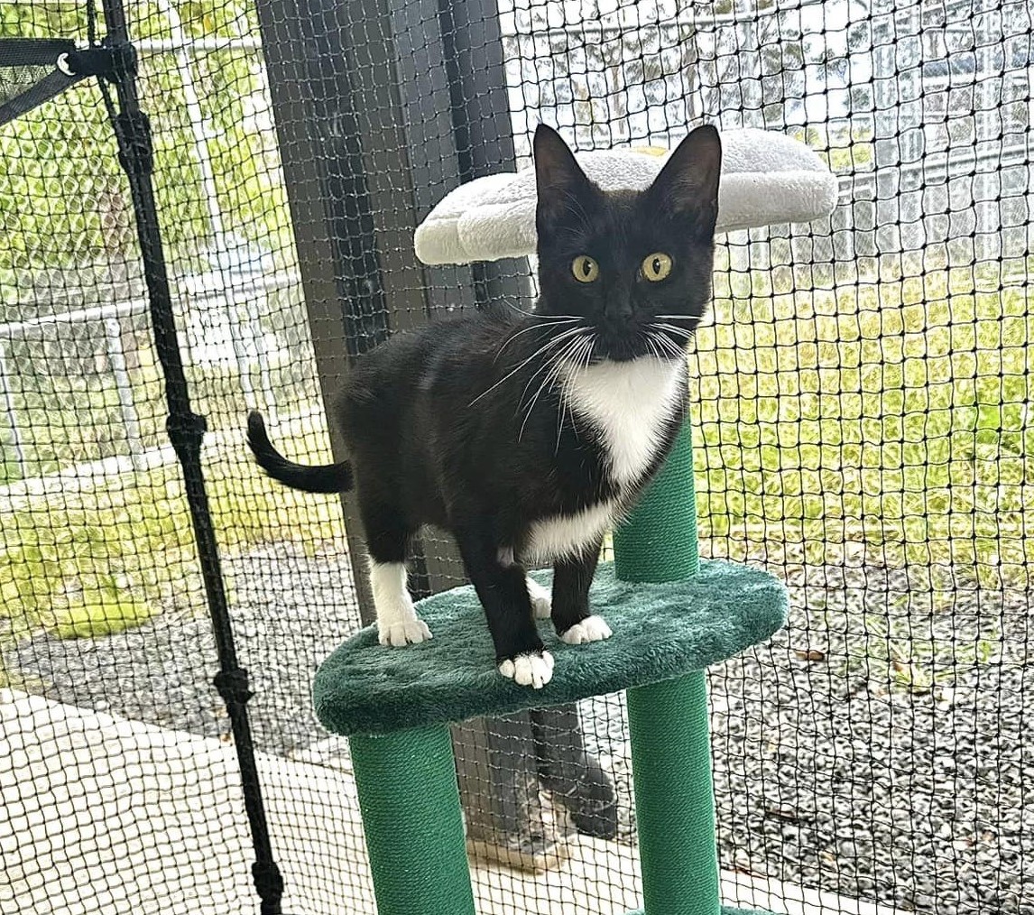 Rspca shop cat enclosure