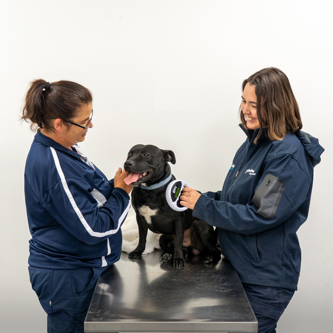 Free dog microchipping at pop ups Shoalhaven City Council