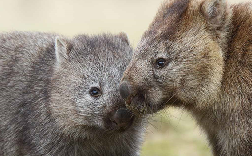 Wombat Day highlights need to help our fury friends The National Tribune