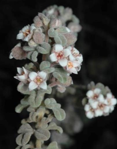 Bomaderry Zieria (Zieria baeuerlenii) (copyright A Stephenson)