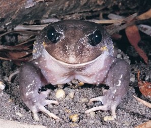 Giant Burrowing Frog (copyright DEC)