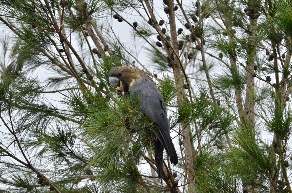 Glossy-Black Cockatoo (copyright SCC)