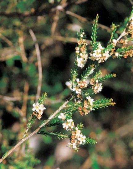 Nowra Heath Myrtle (Triplarina nowraensis) (Copyright J Briggs)