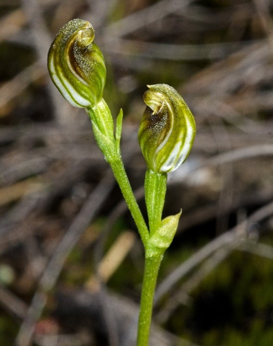 Pterostylis vernalis (copyright A Stephenson)