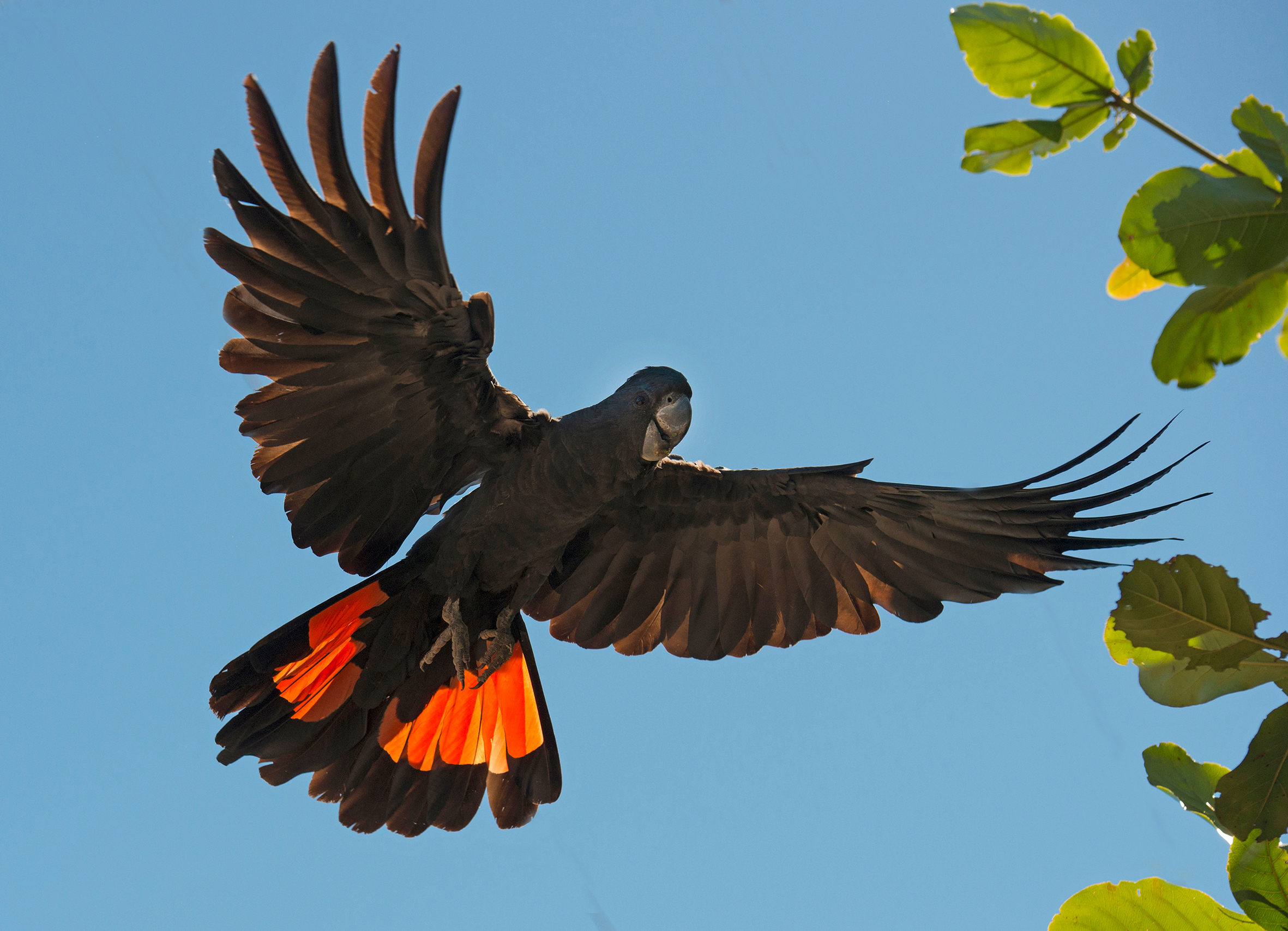 Glossy Black Cockatoo image.jpg