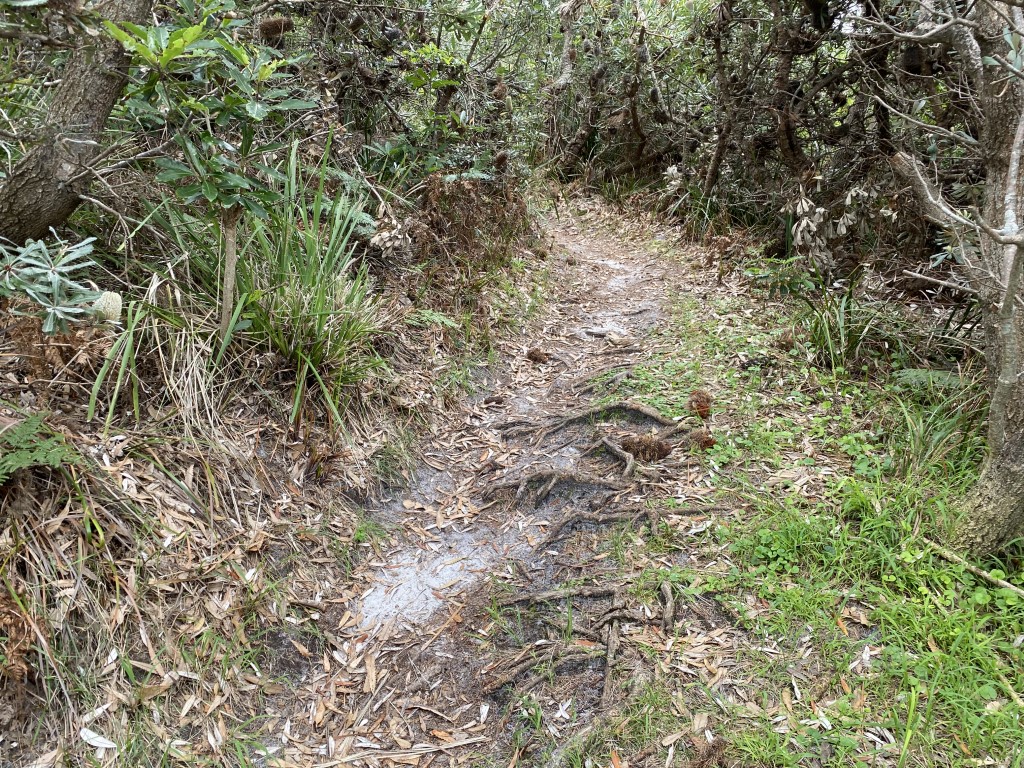 Coomee-Nulunga-Cultural-Walk-Warden-Headland-Ulladulla-Upgrade-2.jpg