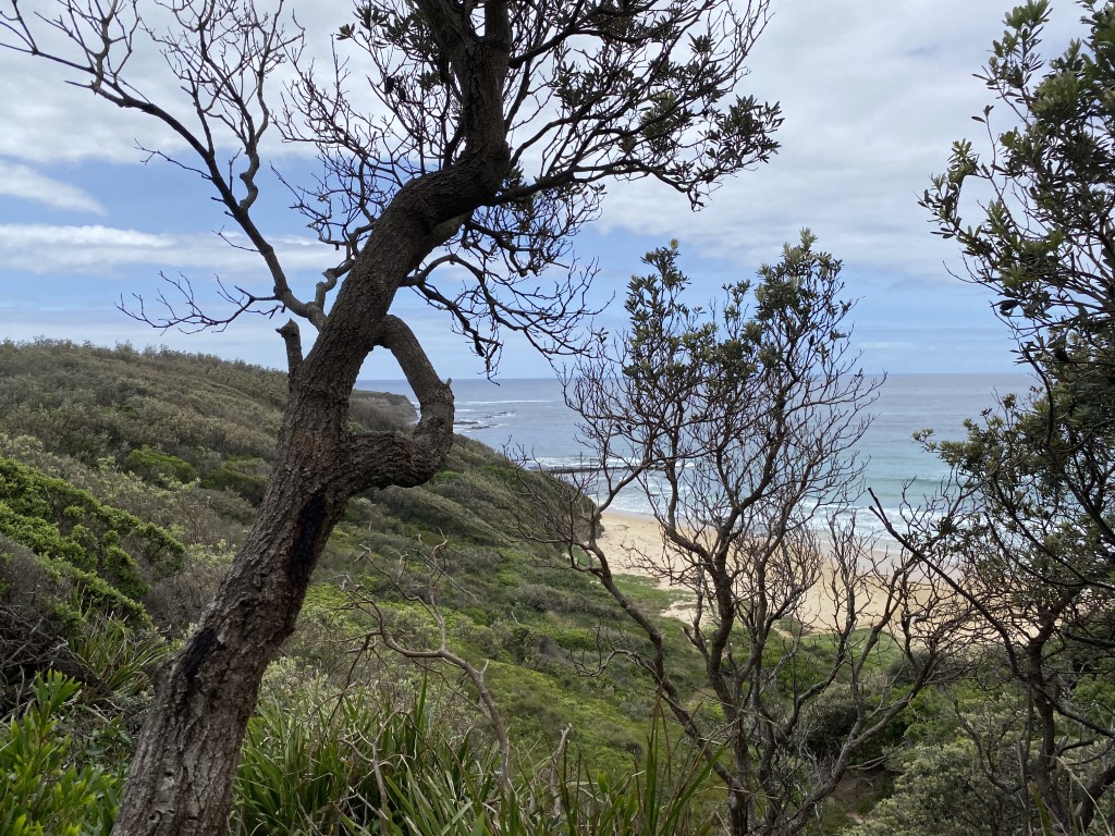 Coomee-Nulunga-Cultural-Walk-Warden-Headland-Ulladulla-Upgrade.jpg