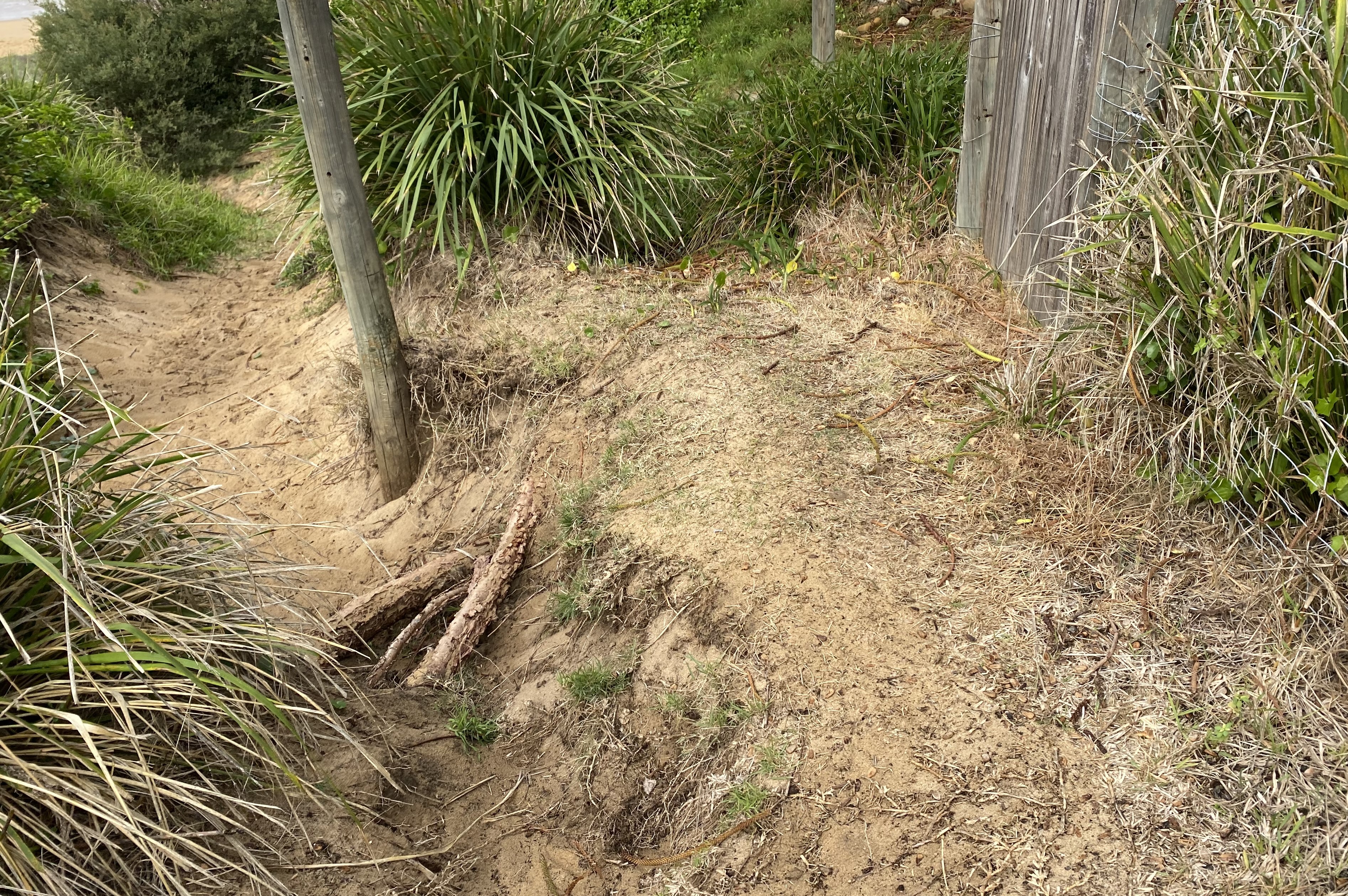 Exposed vegetation on beach path