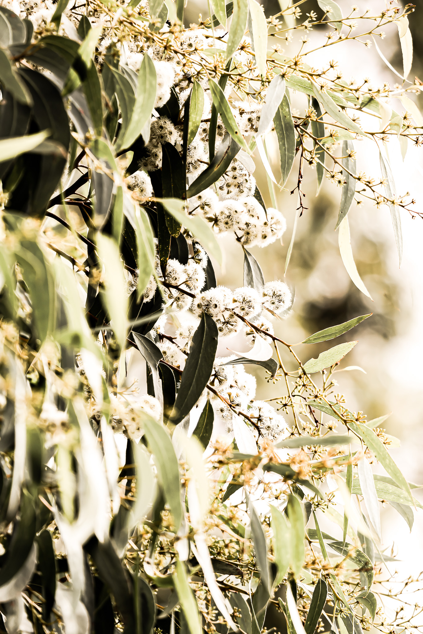 eucalypt Attachment to D23 153378 - Photograph babfcf4c57b7e07f0485dc92d4c43ff4_PD8A0002 - Entry - ~ Claire Frances Niemeier via Get Invo.JPG