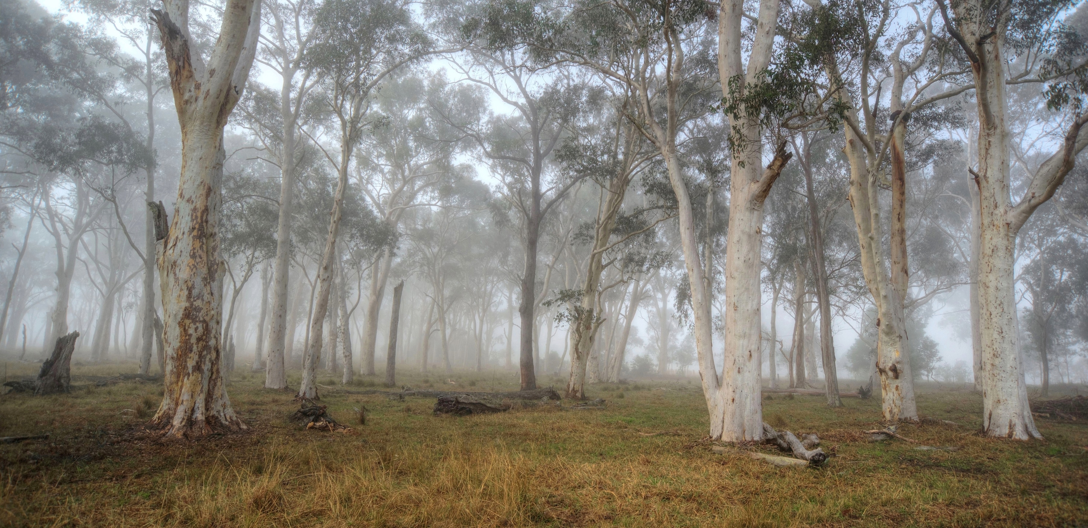 eucalypt Attachment to D23 155060 - Photograph 67588528212b2d2c2be5eeea7abc70d7_1 - Entry - National Eucalypt ~ Colin Talbot via Get Invo (1)low res.jpg