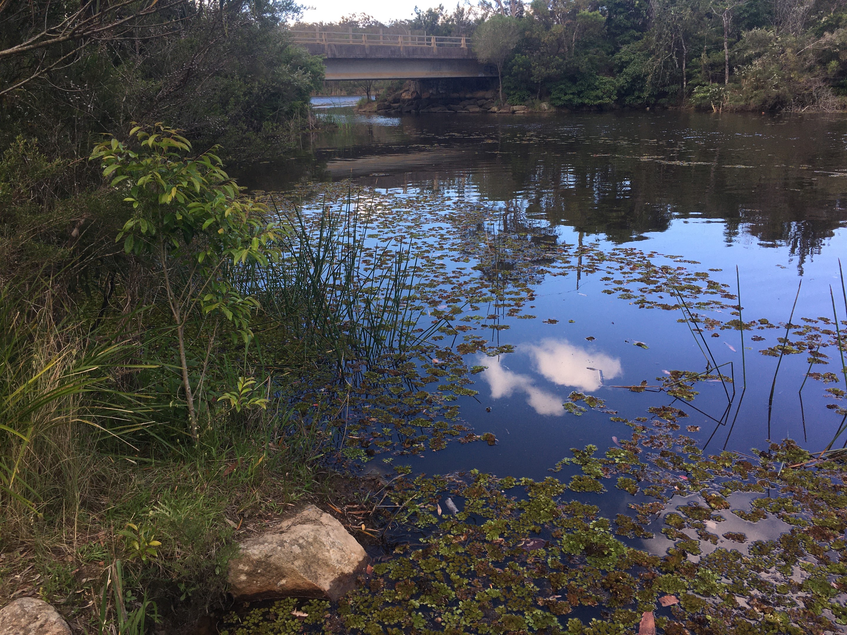 Flatrock Dam - salvinia weed