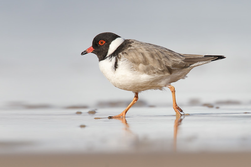 Hooded Plover shorebird