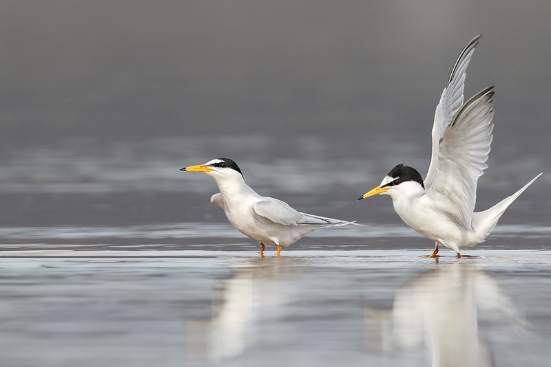 Little tern shorebird