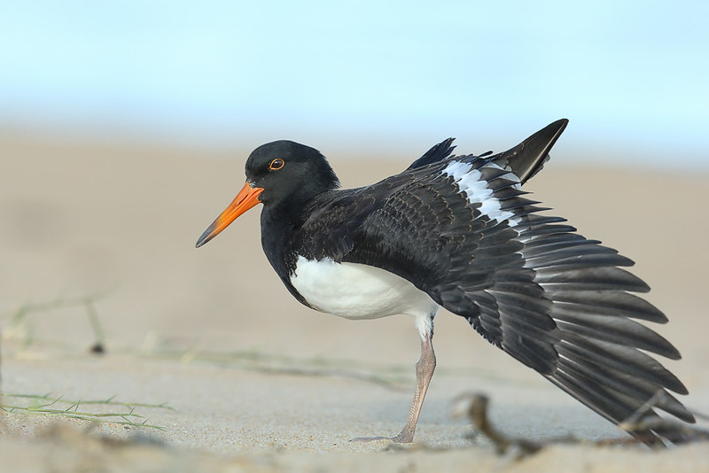 Pied Oystercatcher shorebird