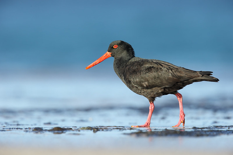 Sooty Oystercatcher shorebird