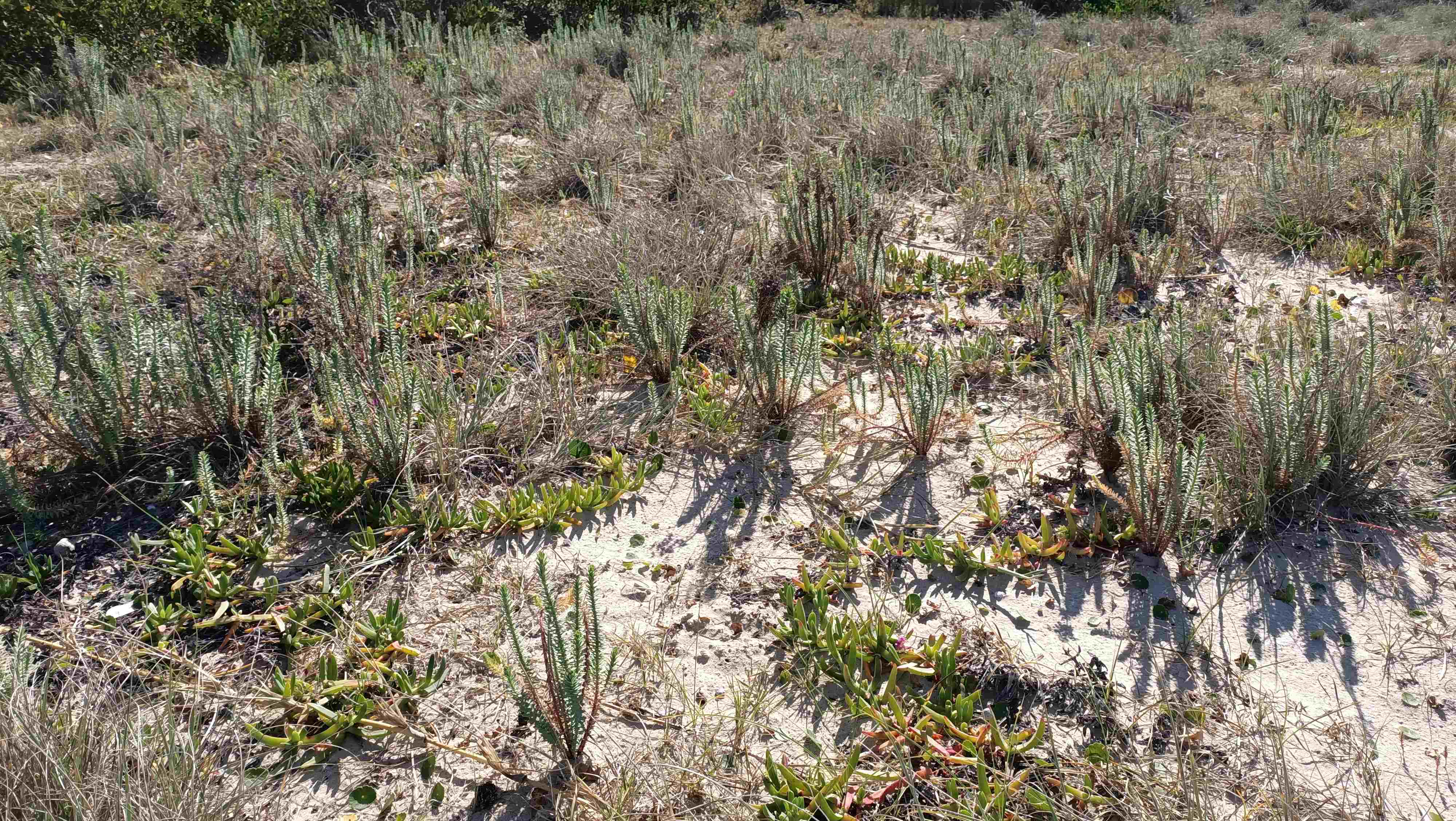 Sea Spurge patch Before Control.jpg