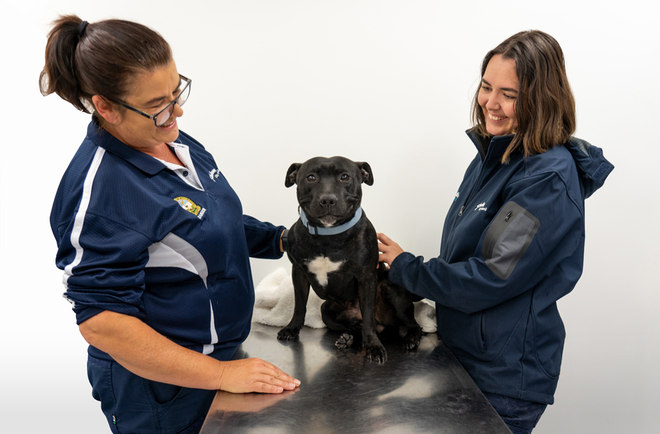 Being a responsible dog owner Shoalhaven City Council