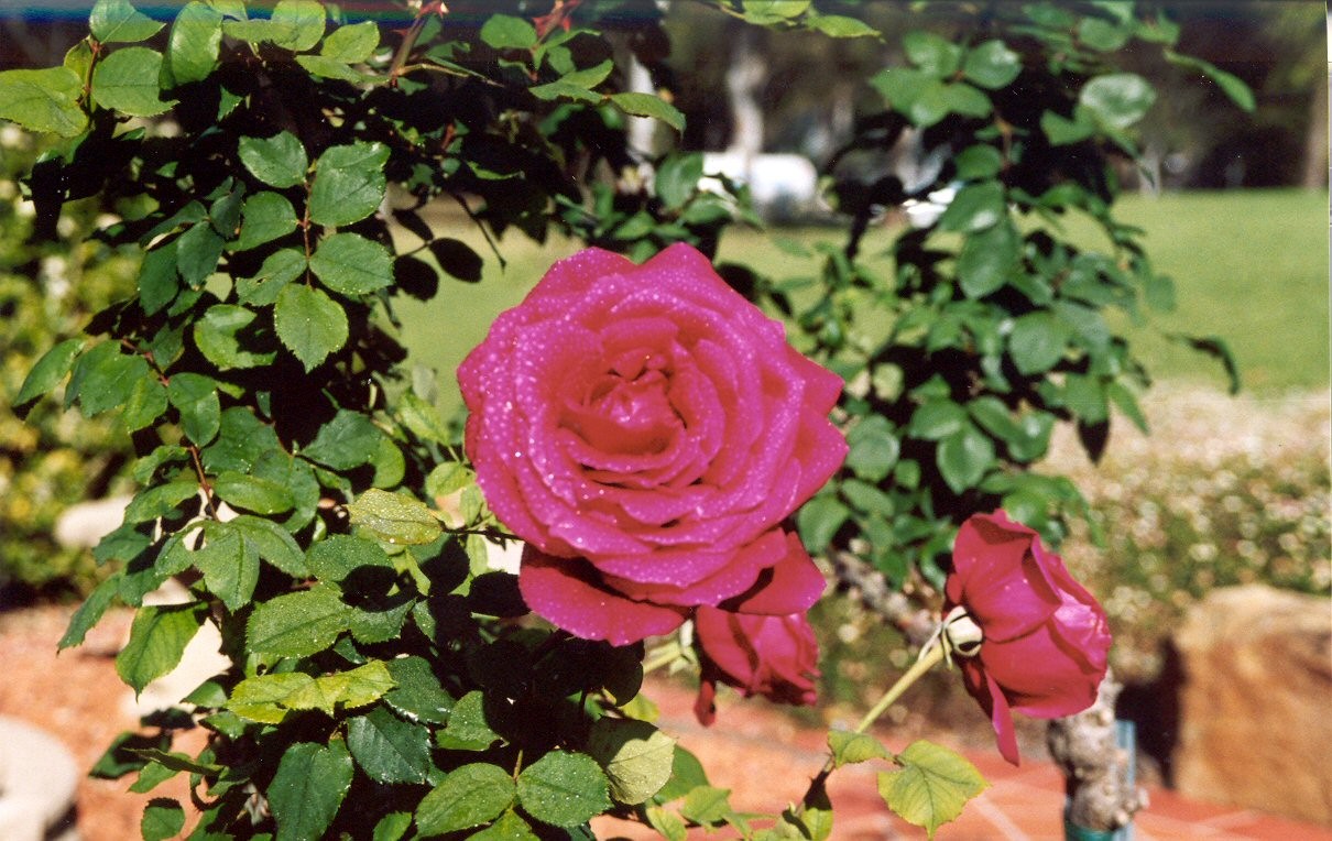 Rose Garden.jpg