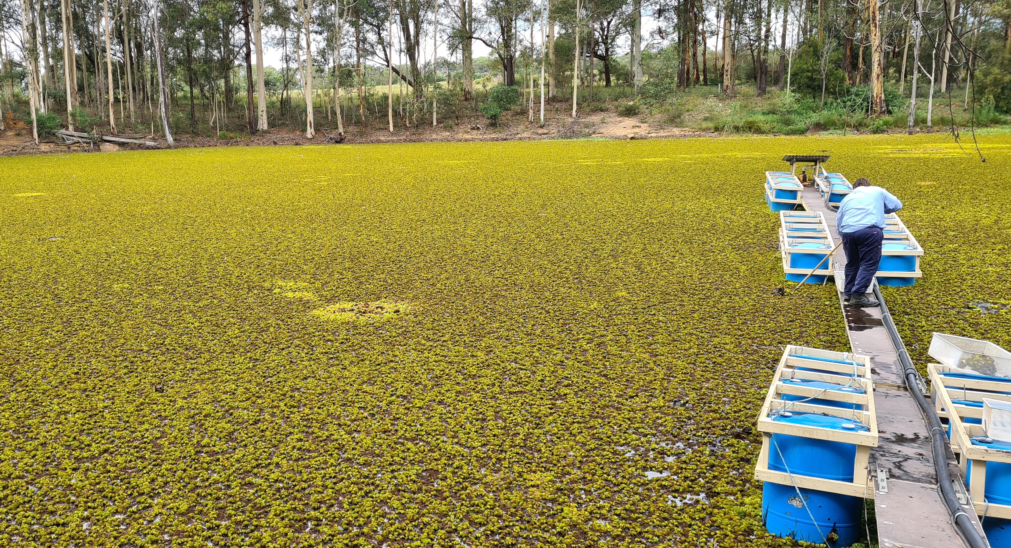 Salvinia Weevil Release.jpg