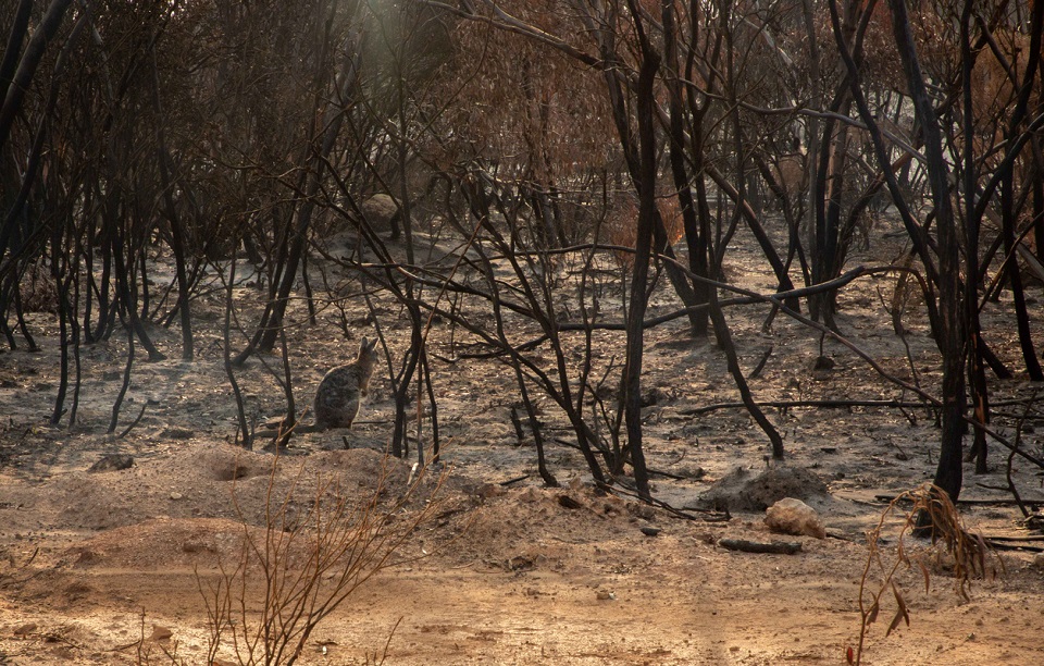 australian-busfire-wallaby-shoalhaven.jpg